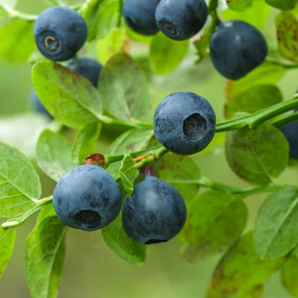 blueberries