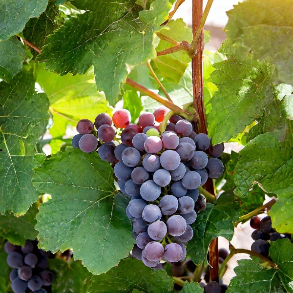 grapes
