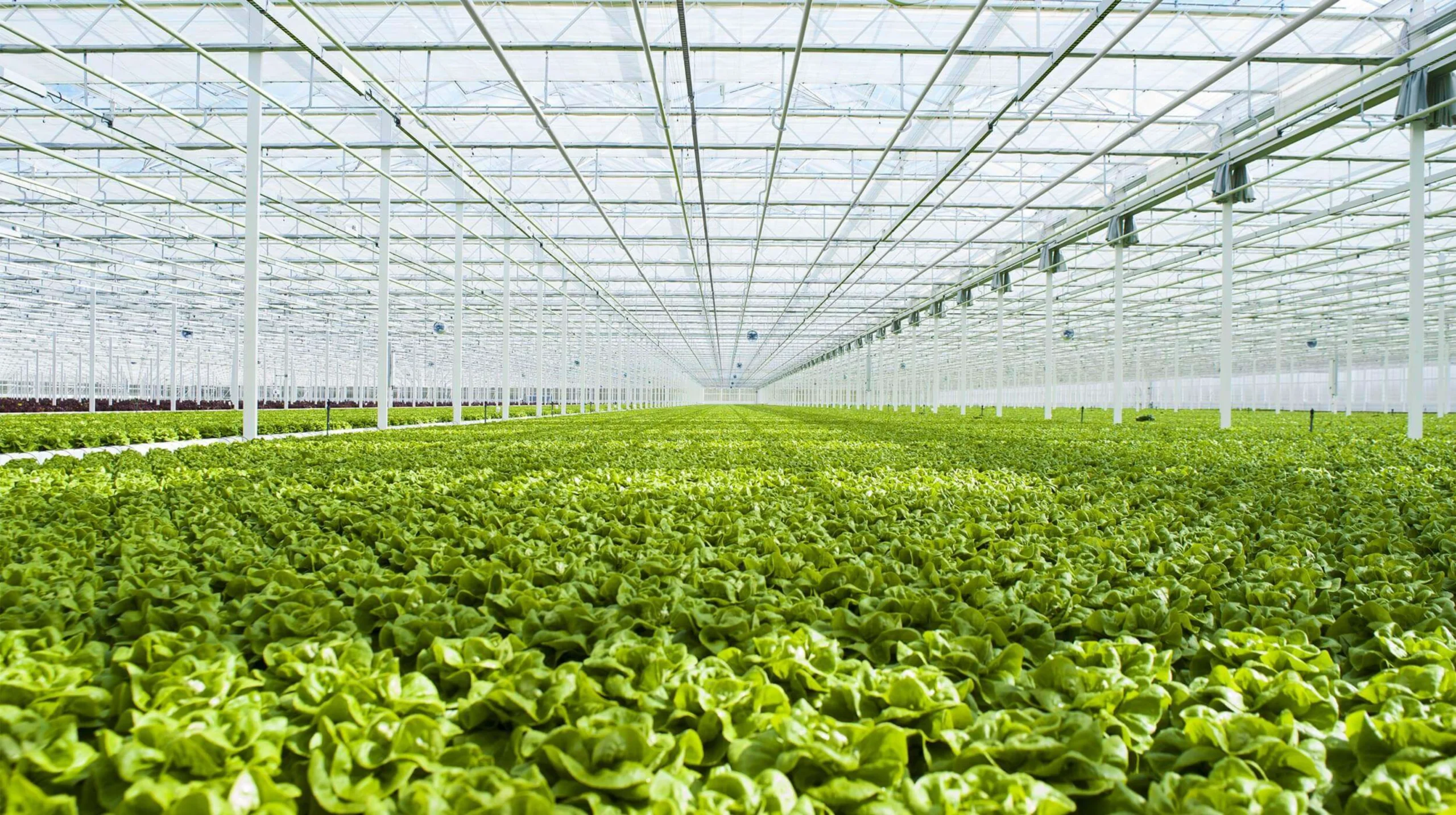 Reliable Commercial Greenhouse Manufacturer & Supplier