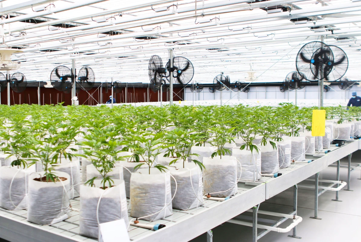 seedling, shrubs, & trees resized