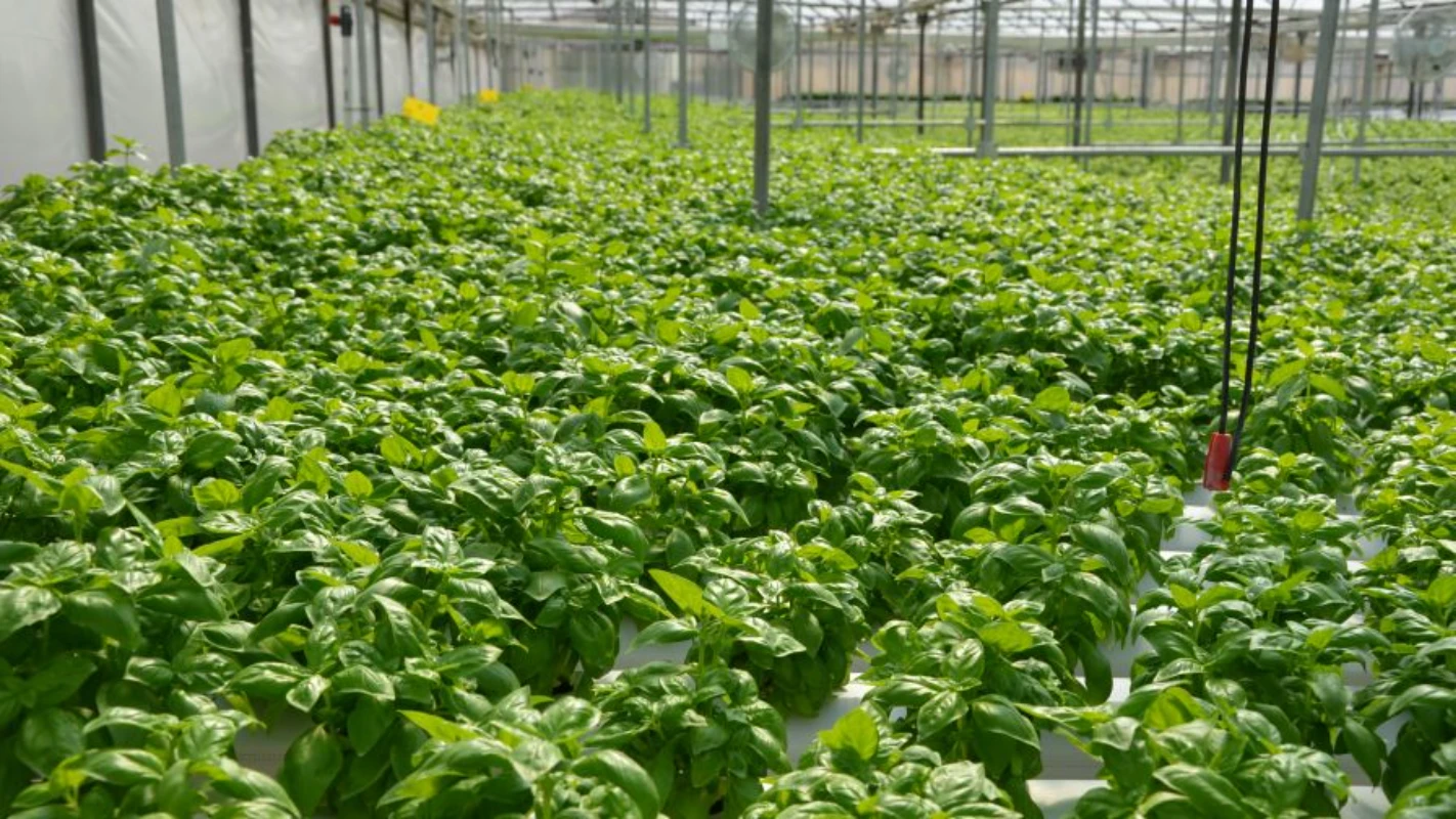 vanilla & spices resized