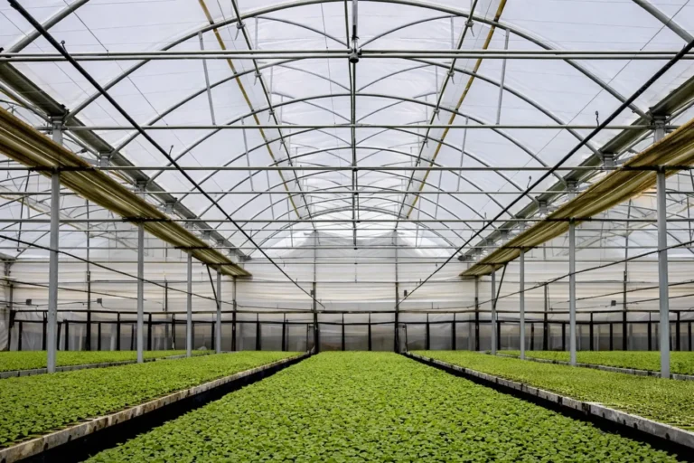 benguet province – highland vegetable production platform