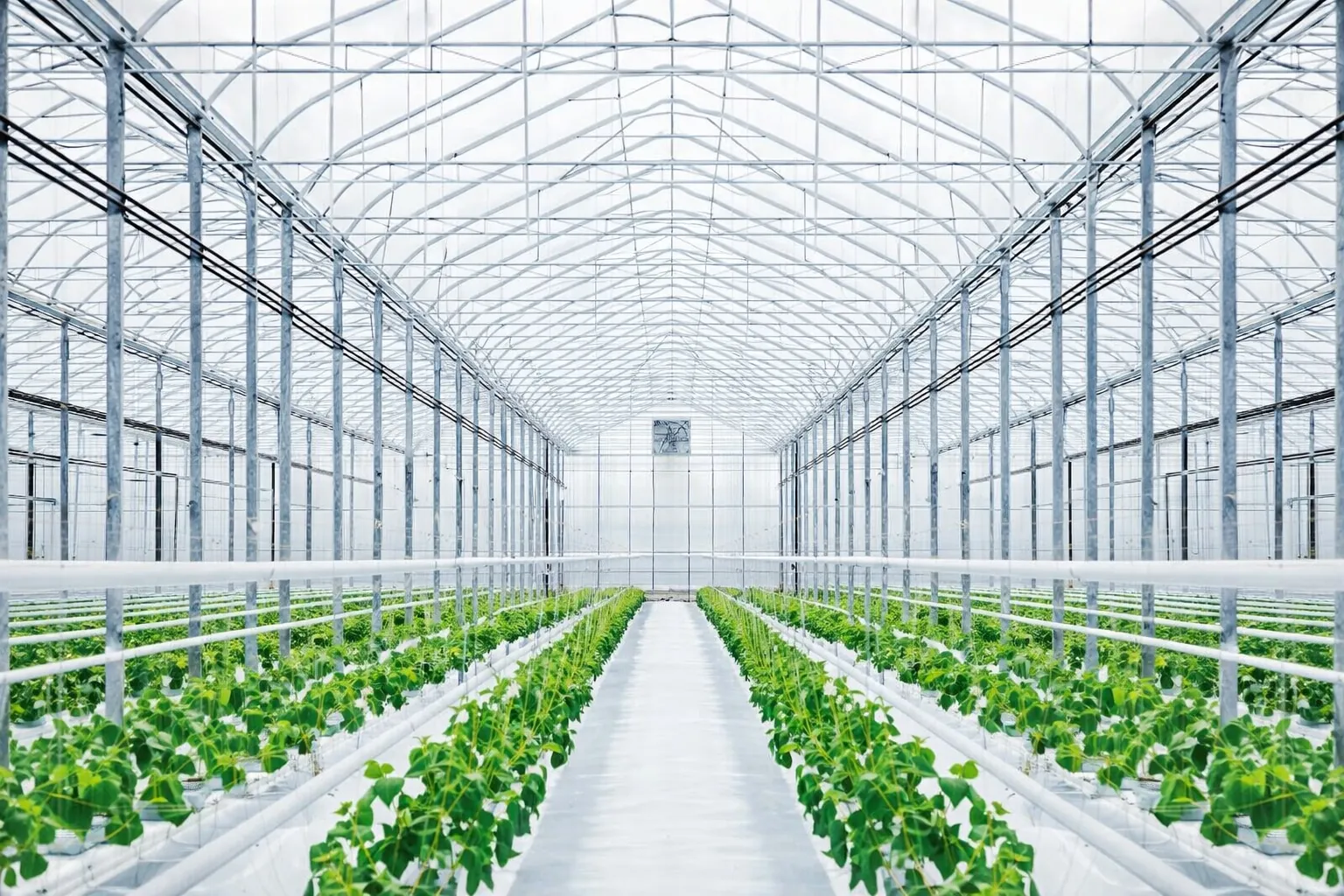 Interior of a commercial gothic greenhouse with steel structure