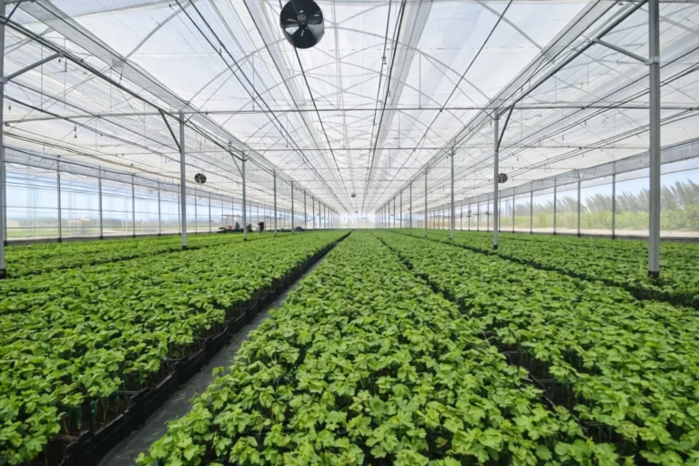 querétaro – commercial berry & vegetable production platform