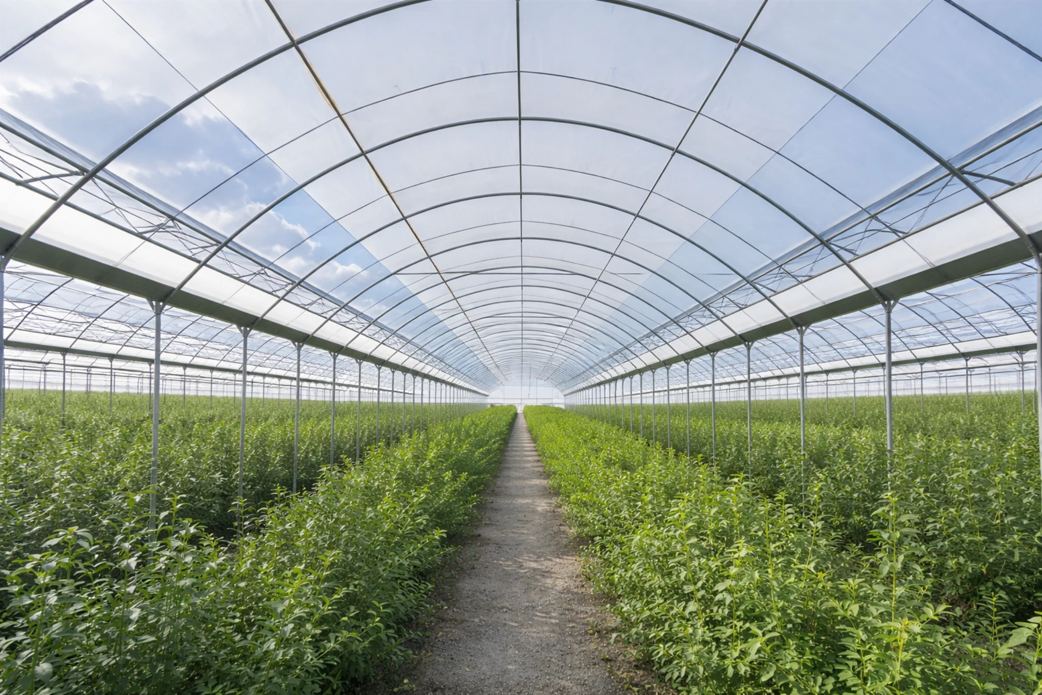 Interior view of a commercial rain shelter structure for crop protection