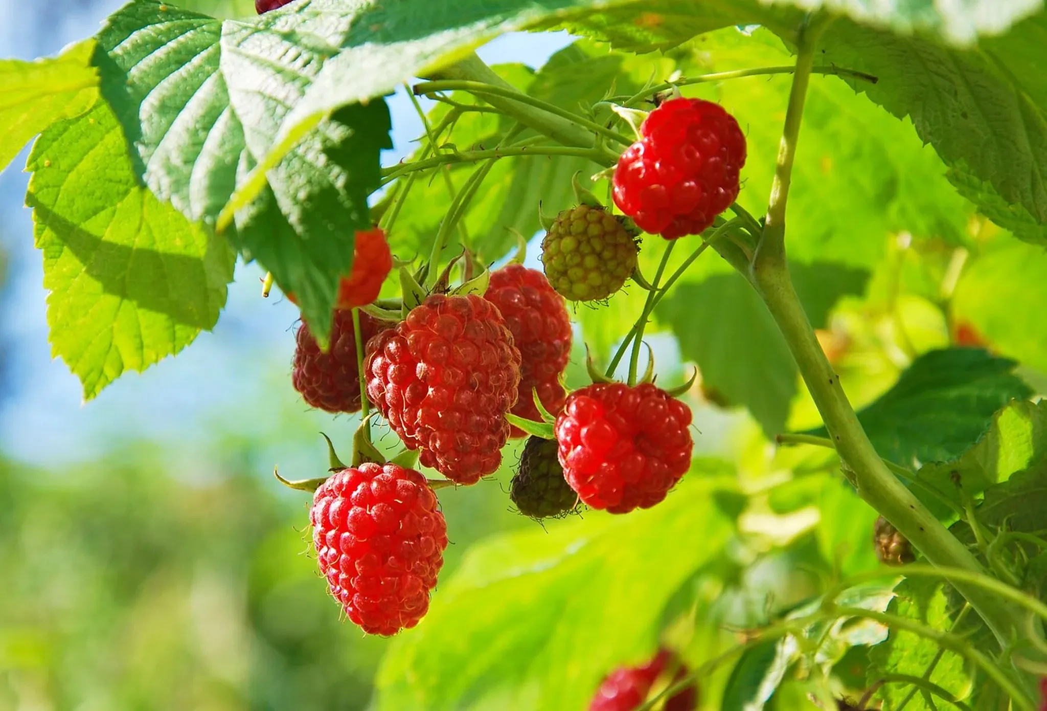 raspberries